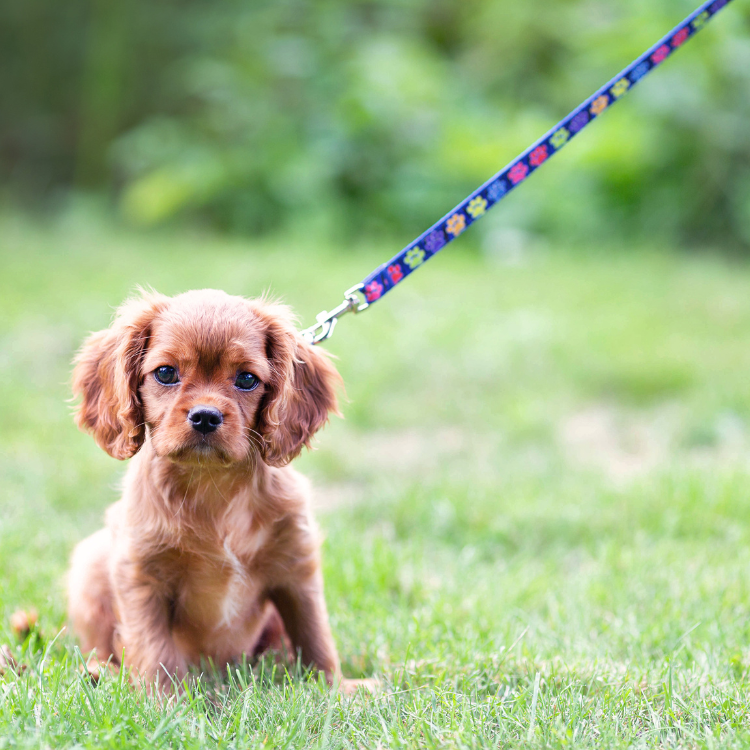 Custom Dog Leash