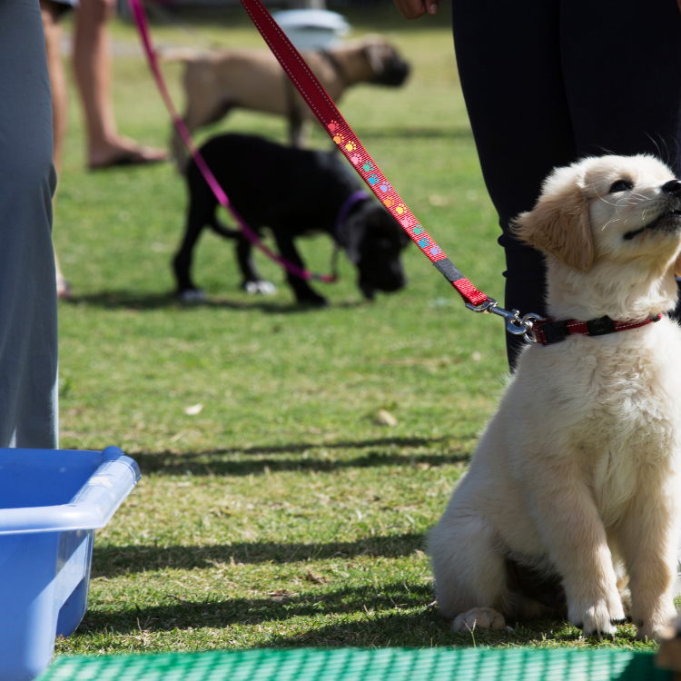 Custom Dog Leash